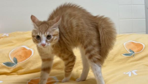 猫背弓起来是什么意思-图1