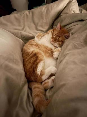 猫可以一起睡在床上吗-图1