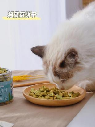 猫咪吃猫薄荷有坏处会中毒吗-图1