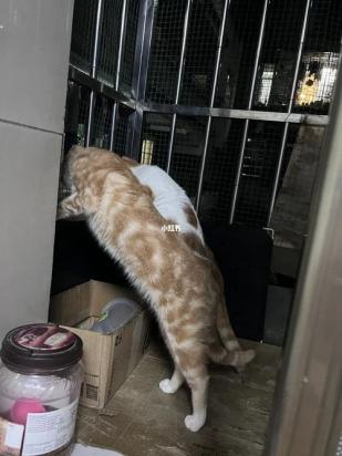 猫咪为什么会跳窗跳阳台-图1