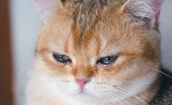 猫流眼泪是什么原因-图1