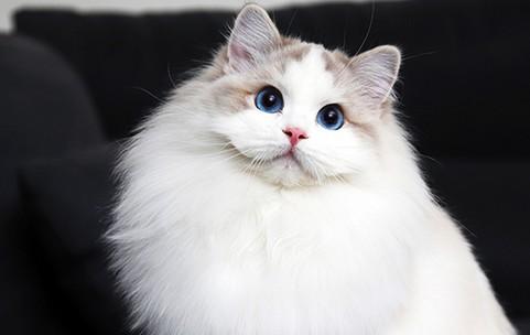 猫两天没拉屎但是撒尿-图1