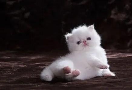猫铃铛对猫有伤害吗-图1