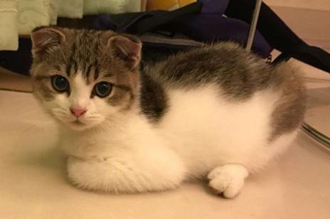 猫流口水是什么情况-图1