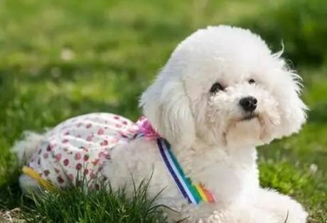 4个月大幼犬一天吃2顿-图1