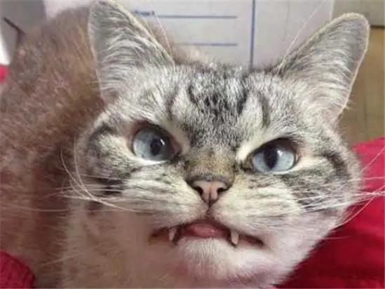 猫被鬼附身的表现-图1