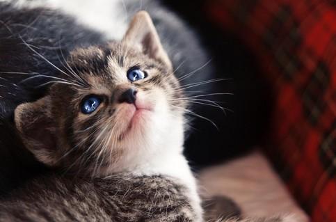 猫拉稀像泥浆很臭但精神很好-图1