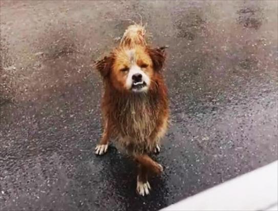 被雨淋湿的狗狗-图1