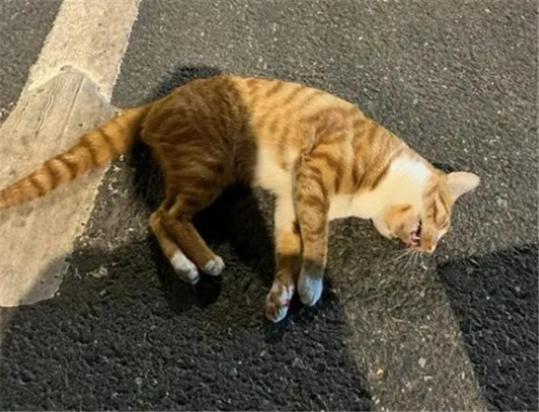 猫被车压了治疗费用贵吗-图1