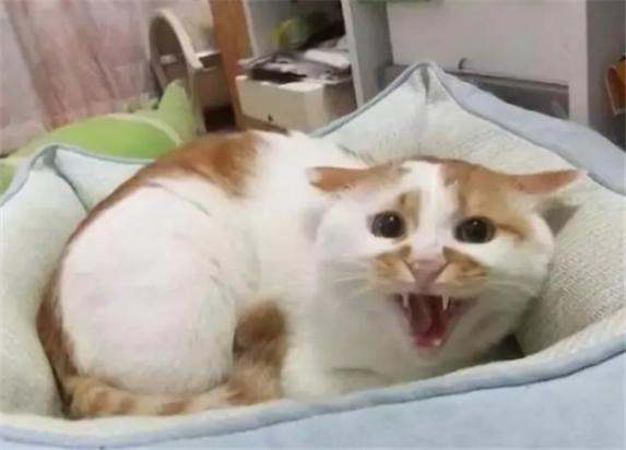 猫被打后像狼一样哀嚎-图1