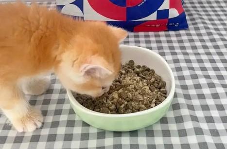 猫粮的价格多少钱-图1
