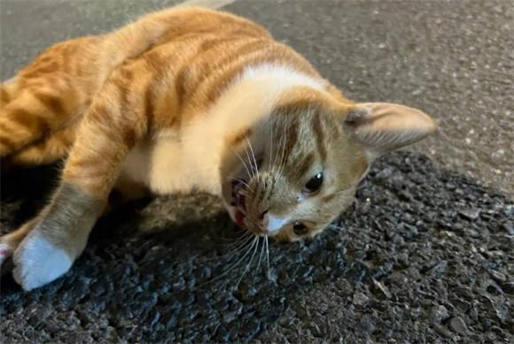 猫被车撞死了，我们应该如何避免类似悲剧发生？-图1