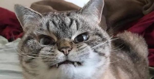 猫被打到失禁会不会死-图1