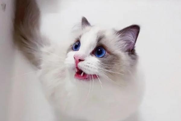猫离开人就叫的可惨了-图1