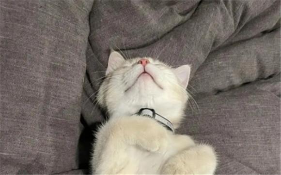 猫老往床上爬屡教不改怎么办-图1