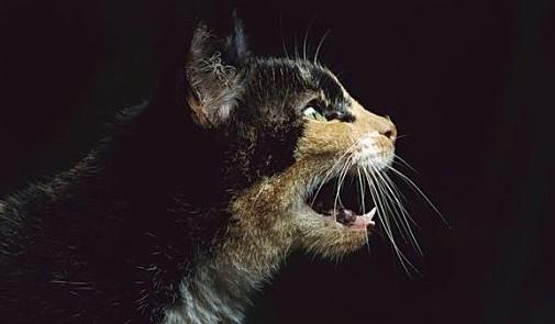猫老是叫妈妈啥意思-图1