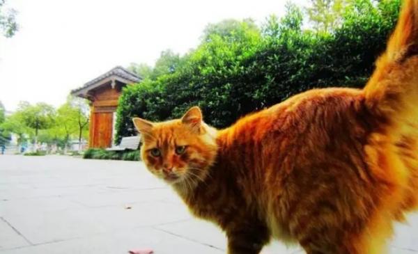 猫拦路必有缘故-图1
