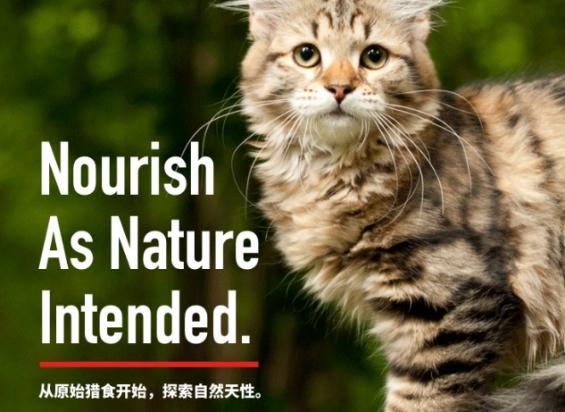 猫粮推荐品牌原始猎食渴望-图1