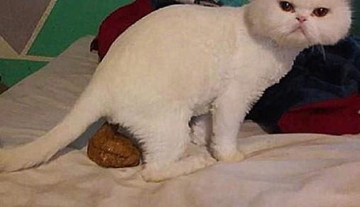 猫来拉屎的风水-图1