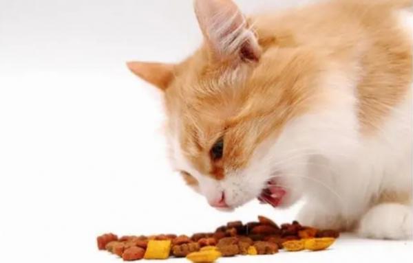 猫粮啤酒酵母粉对猫的危害-图1