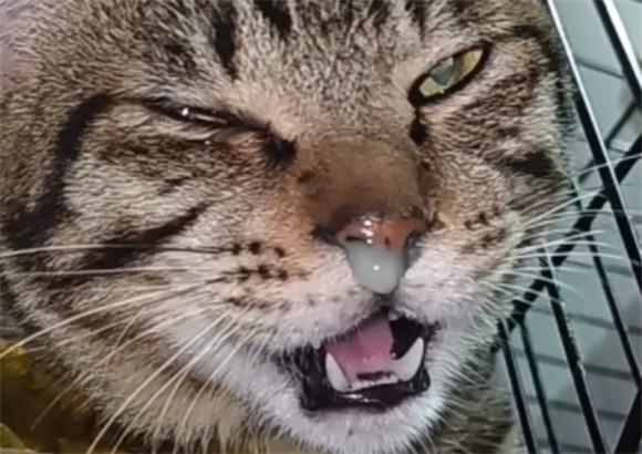 猫流鼻涕流眼泪打喷嚏吃什么药-图1