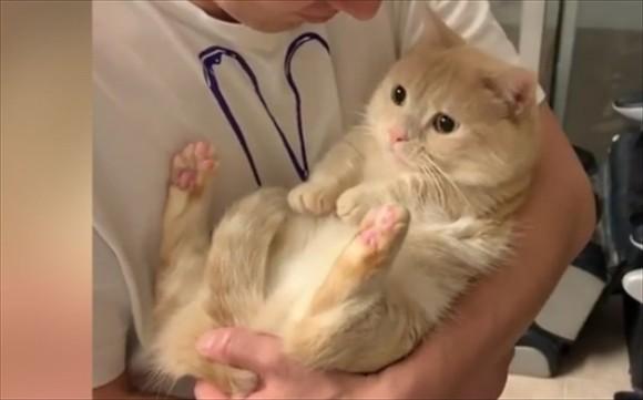 猫抱在怀里会叫但是不挣扎-图1