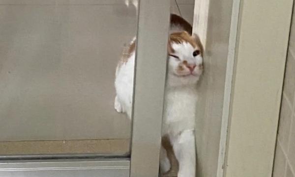 猫来敲门民间说法-图1