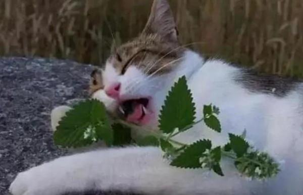 猫薄荷可以一直闻吗-图1