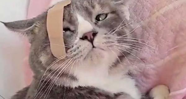 猫被打傻了的表现-图1