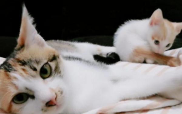 猫来家中生小猫吉利嘛-图1