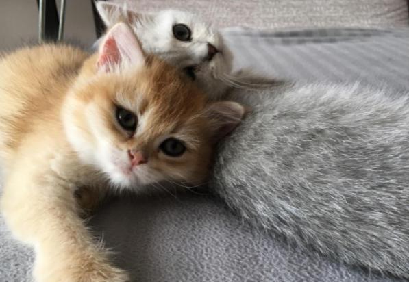 猫粮吃了屎很臭是什么原因-图1