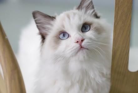 猫流产能自愈吗