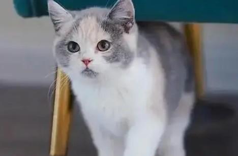 猫粮和狗粮能互相吃吗-图1
