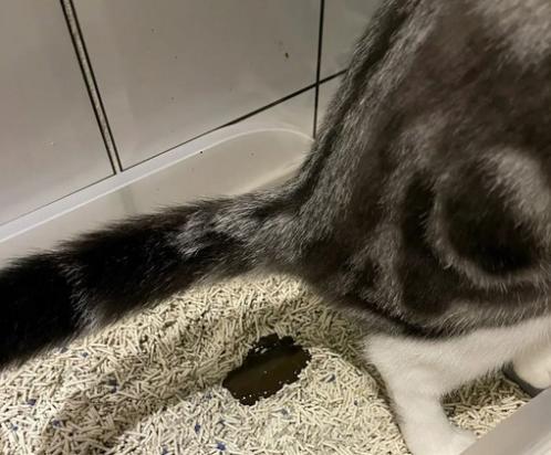 猫拉稀怎么办教你一招解决-图1