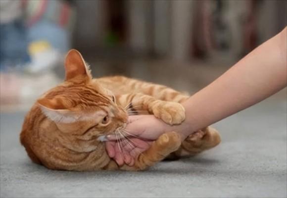 猫抱着你的手又咬又舔-图1
