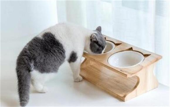猫被关门外会不会生气