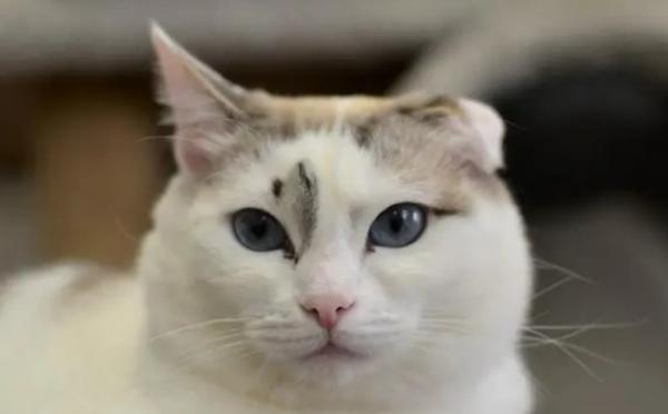 猫被打怕了,怎么挽回-图1