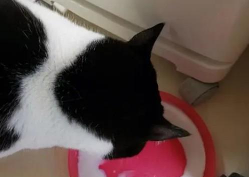 猫临产前流的发黄粘稠膏状-图1