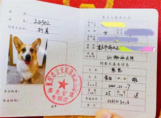 办狗证要多少钱呢-图1