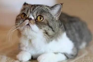 猫流鼻涕打喷嚏吃什么药-图1