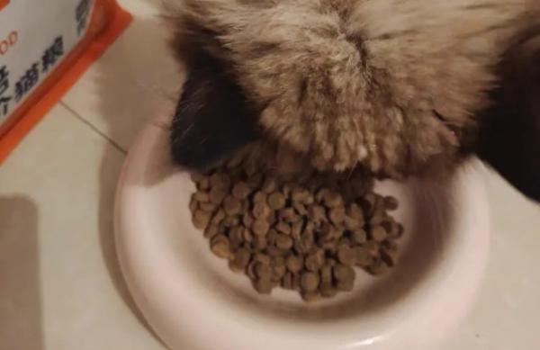猫粮为什么要这么硬-图1