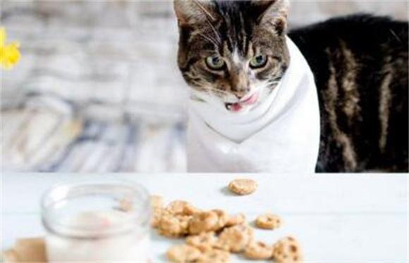 猫粮越好猫屎越臭吗-图1