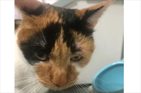 猫被打求饶的表现