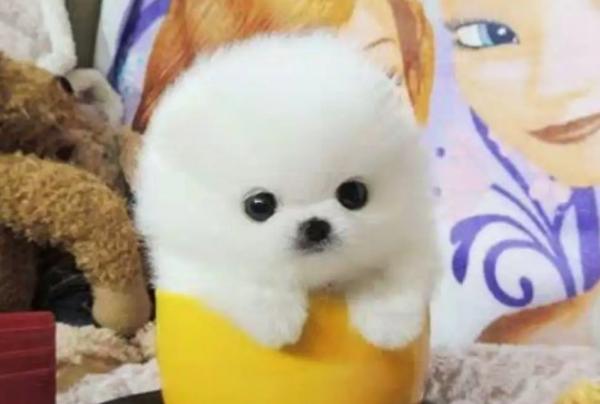杯子狗是什么品种-图1