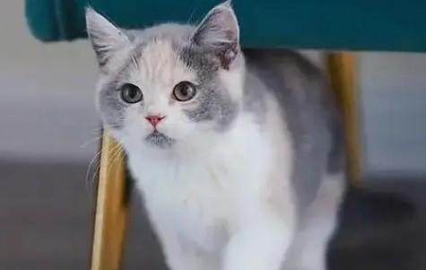 猫拉稀呈黄褐色泥浆-图1