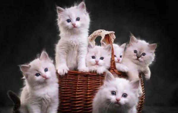 猫老是上我床上怎么办-图1