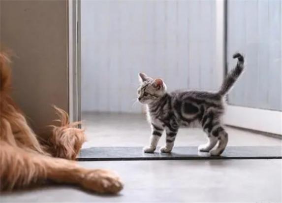 猫半夜跑出去了早上会回来吗-图1