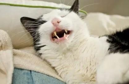 猫连着打了好几个喷嚏-图1