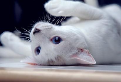 猫拉稀是什么原因导致的-图1
