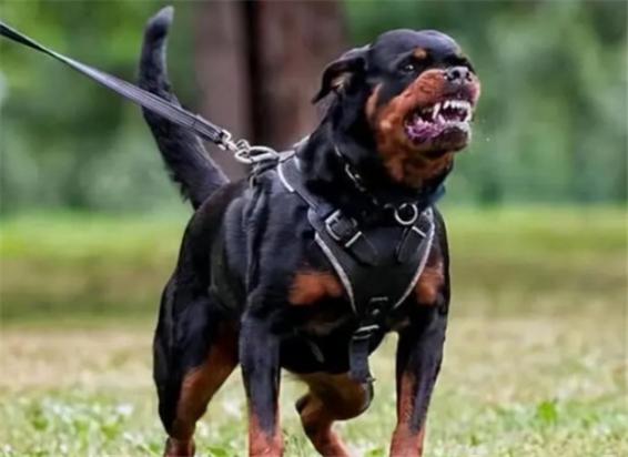 霸气的猛犬名字-图1